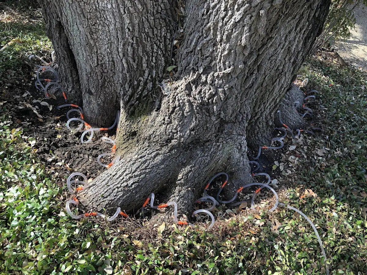 Detailed Tree Cabling and Bracing job site in Decker
