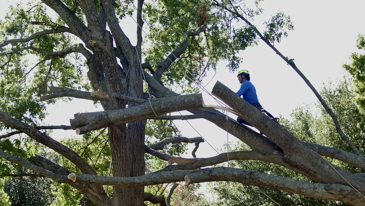 Professional Hazardous Tree Removal performed by certified arborists in Decker