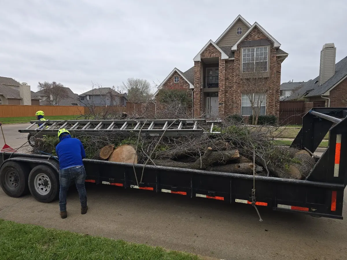 Expert Tree Removal with proper safety equipment in Decker